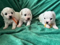 Cezar, Czaki, Bounty - 4 tygodnie